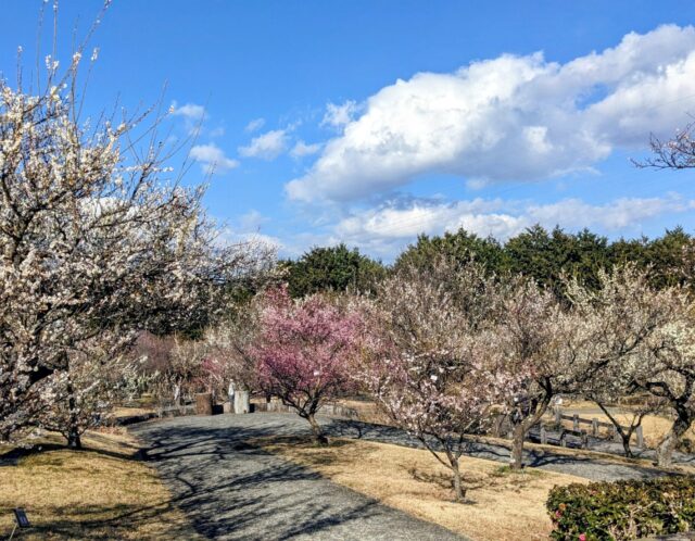 小田原フラワーガーデン梅まつり｜婚活開花祈願の梅見散策