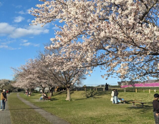 海老名・三川公園の桜が満開｜身近な春の景色に癒されました